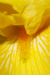 黄花ムラサキアイリスの花びらと花柱アップ（自然光＆ストロボ・マクロレンズ接写）