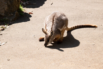 Yellow footed rock wallaby is eating pellets left by tourist