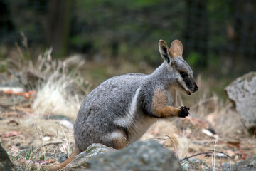 this is a side view of a yellow footed rock wallaby hiding behind a rock