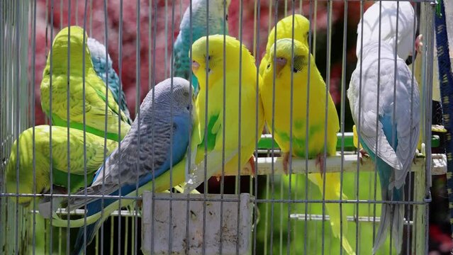 Colourful Parrots Birds in Cage Pet Shop