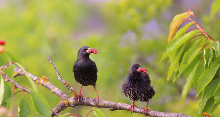 A pair of starlings with gifts for chicks among the green leaves on a branch....