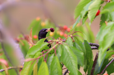 A starling's head suddenly appeared from the dense foliage of a cherry tree, holding a mulberry...