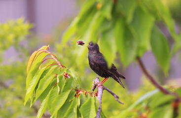 A starling with prey in its beak, hiding among the leaves..
