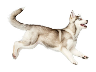 Jumping puppy Siberian Husky cut out transparent isolated on white background ,PNG file