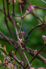 ovary of grapes, young leaves of grapes, Isabella grapes, grapes will bloom