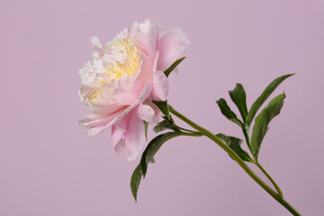 Beautiful delicate pink with yellow peony flower isolated on soft pink background.