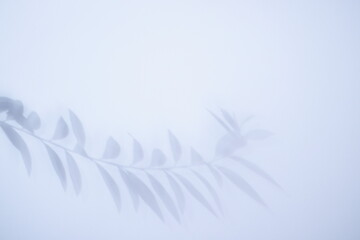 葉の影の背景素材　夏のイメージ