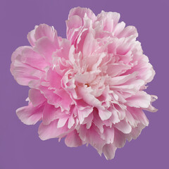 Soft pink peony flower isolated on light green background.