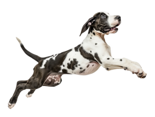 Energetic Great Dane in mid-leap with a playful expression, showcasing agility and vitality, Perfect for pet care promotions, dog breed education, active lifestyle themes, and isolated product visuals