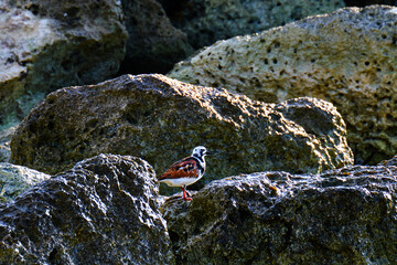 Ruddy turnstone on the shore rocks at dawn
