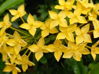 Obraz premium yellow flowers on the background