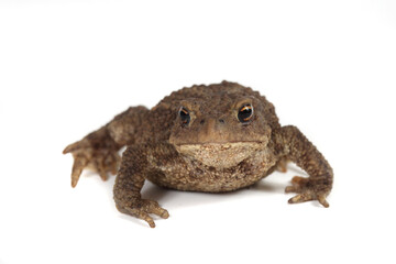 Toad isolated on white background.