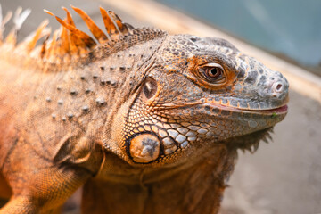 Green Iguana (Iguana Iguana) close up portrait