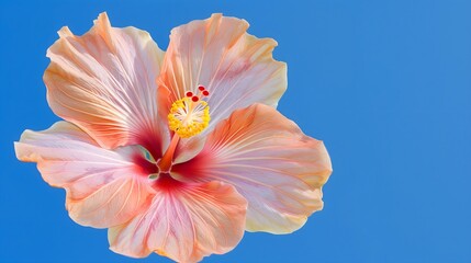 Top view of Hibiscus on pastel background, banner style, copy space, isolated	
