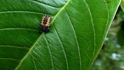 inseto besouro - joaninha (larva) - Coccinela,