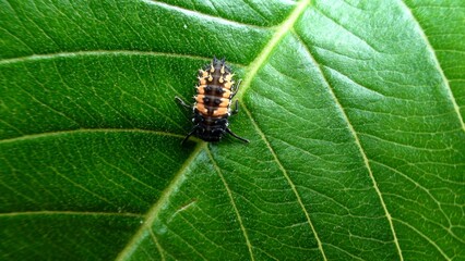 inseto besouro - joaninha (larva) - Coccinela,