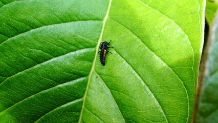 inseto besouro - joaninha (larva) - Coccinela,
