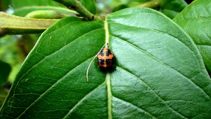 inseto besouro - joaninha (pupa) - Coccinela,