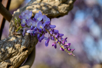 fiori di un bel giardino