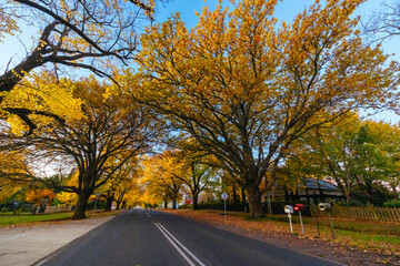 Obraz premium Glenlyon Main Street in Victoria Australia