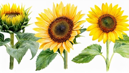 watercolor sunflowers illustration set yellow summer flowers floral elements wildflowers