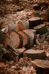 Cutting wood into bars. A view of a sawn tree in the forest. A poster with an image of a sawn tree in pastel colors. Tree cuts with bark