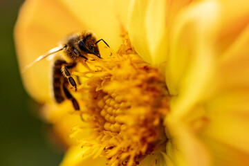 bee on flower