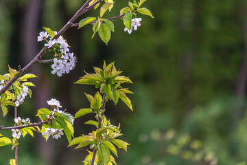 Beautiful sakura flower cherry blossom in spring sakura tree flower on blue sky