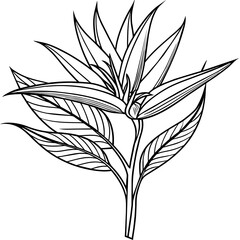 black and white flowers