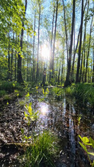 Obraz premium Panoramic view of the wet forest. Primordial swamp forest. Nature Reserve. Barycz Valley, Poland.