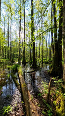 Panoramic view of the wet forest. Primordial swamp forest. Nature Reserve. Barycz Valley, Poland.