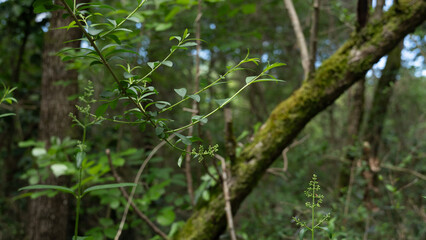 Forest plants start to bloom