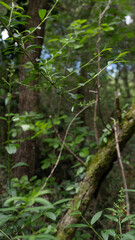 New plants grow in the forest