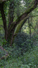Vegetation grows spontaneously in the forest
