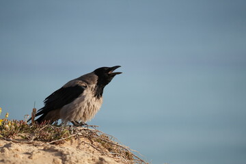 crow on the beach
