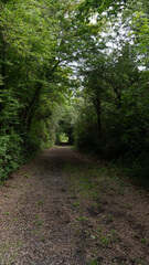 Naklejka premium Forest path covered with small fallen petals