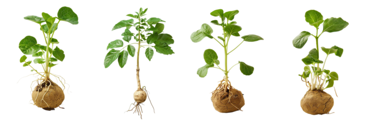 Set of A floating maca plant a on transparent background