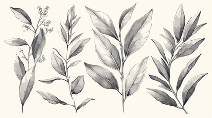 Bay leaf seeds growing hand drawn sketch vector ill