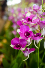 Obraz premium purple flowers in a garden