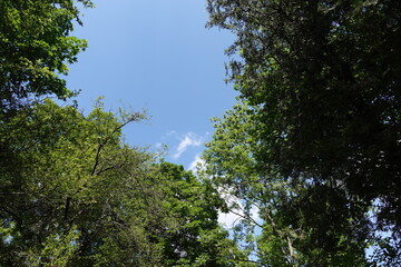 Obraz premium 森の中の青空