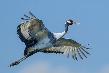 Common crane, Grus grus, single bird in flight, Brazil