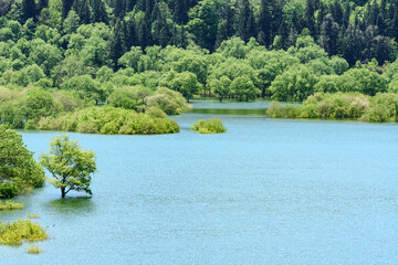白川湖 青空と残雪と新緑の水没林
