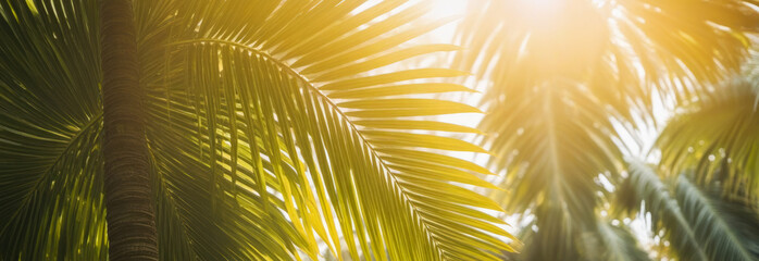 Sunlight filters through lush green palm leaves, casting warm tropical glow. nature themed designs, highlighting natural patterns, textures in serene setting. panoramic banner