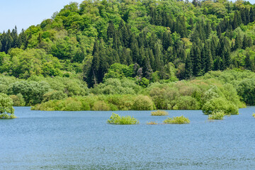 白川湖 青空と残雪と新緑の水没林
