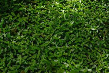 東京港区赤坂5丁目のグリーン