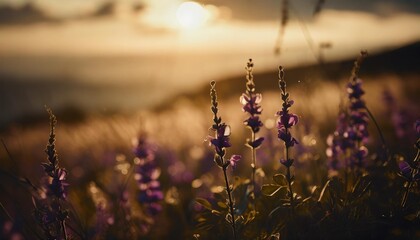 magical purple wildflowers in a field at sunset