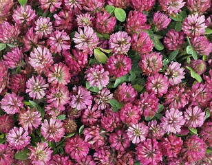 Fototapeta premium many small clover flowers full screen texture closeup