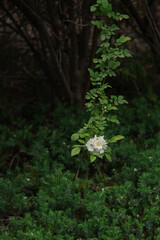 東京赤坂にある東京ミッドタウンのノイバラ