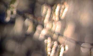 Defocused natural bokeh background with copy space. Defocused abstract background with bokeh lights in beige, brown and black colour. Blurred blooming catkins on the tree in the evening light.