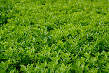 東京赤坂にある東京ミッドタウンの緑